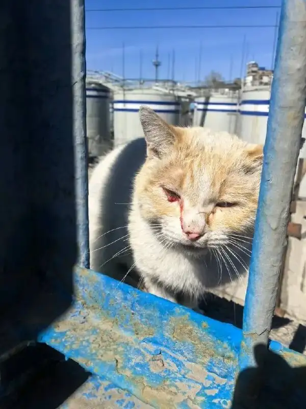 Найден кот с травмой глаза на 1ой Московской в Иркутске - Животные в Иркутск