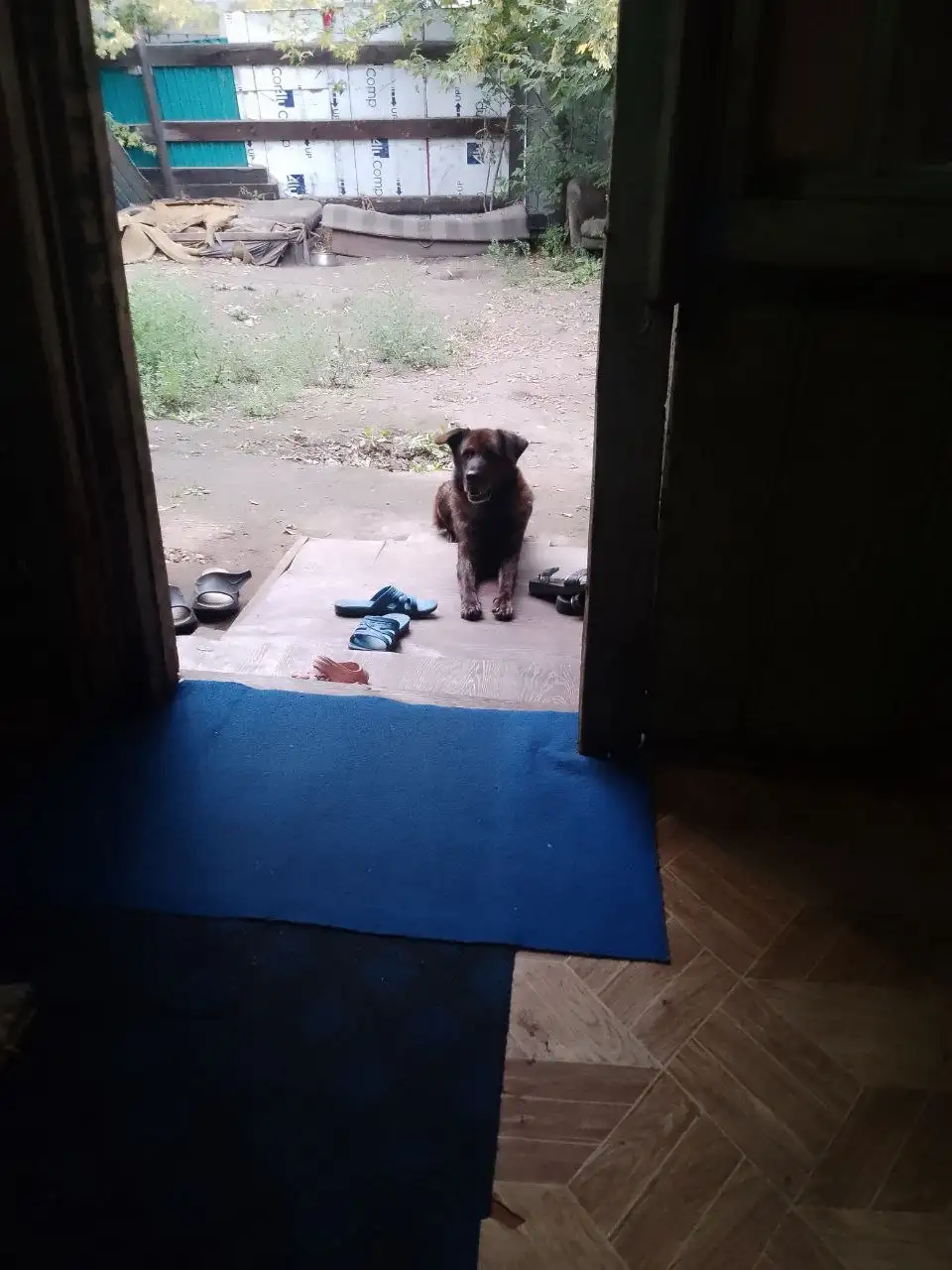 Потерялся пес в районе Баррикад - Потерянные животные (Животные) в Иркутск