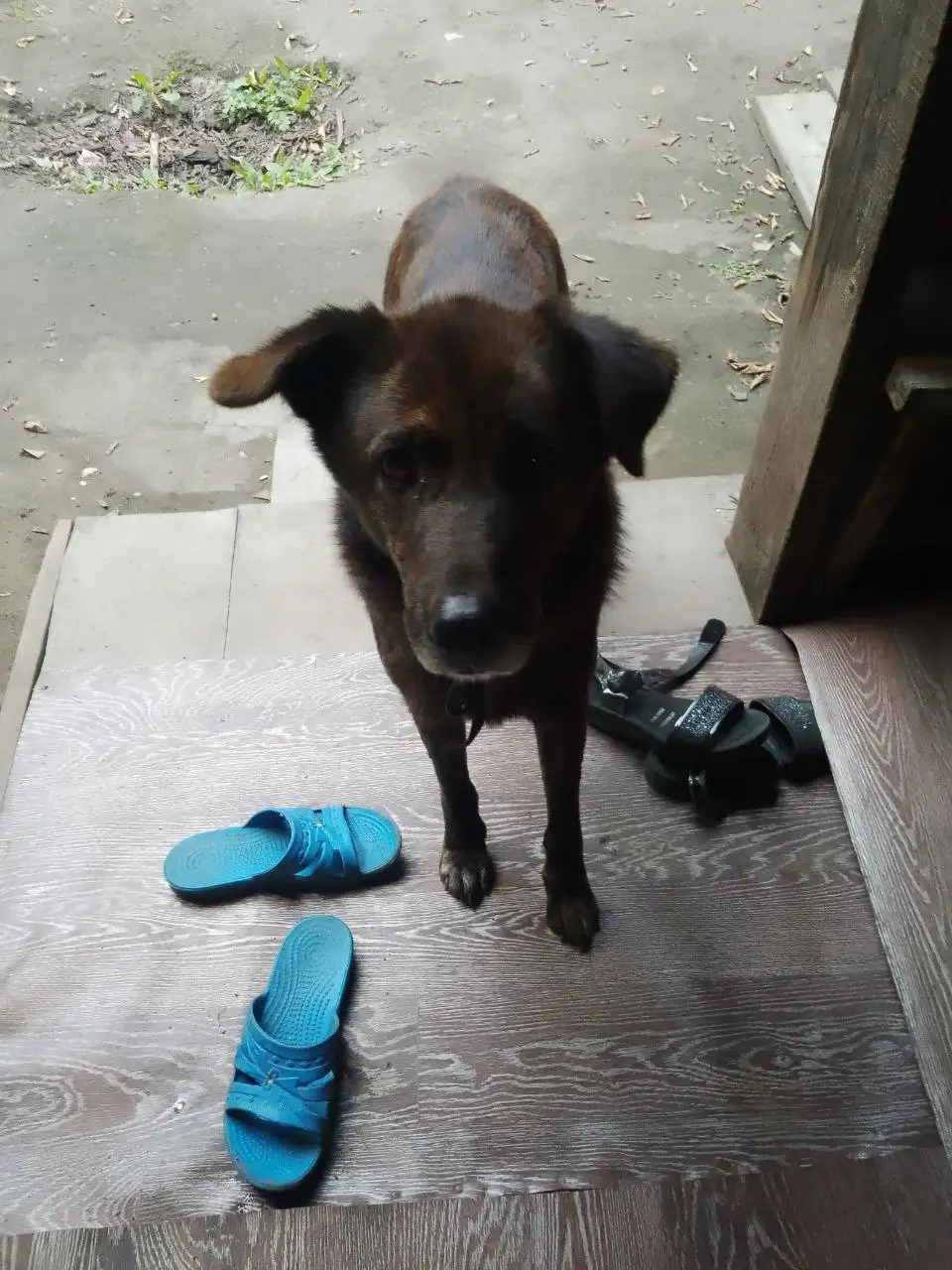 Потерялся пес в районе Баррикад - Потерянные животные (Животные) в Иркутск