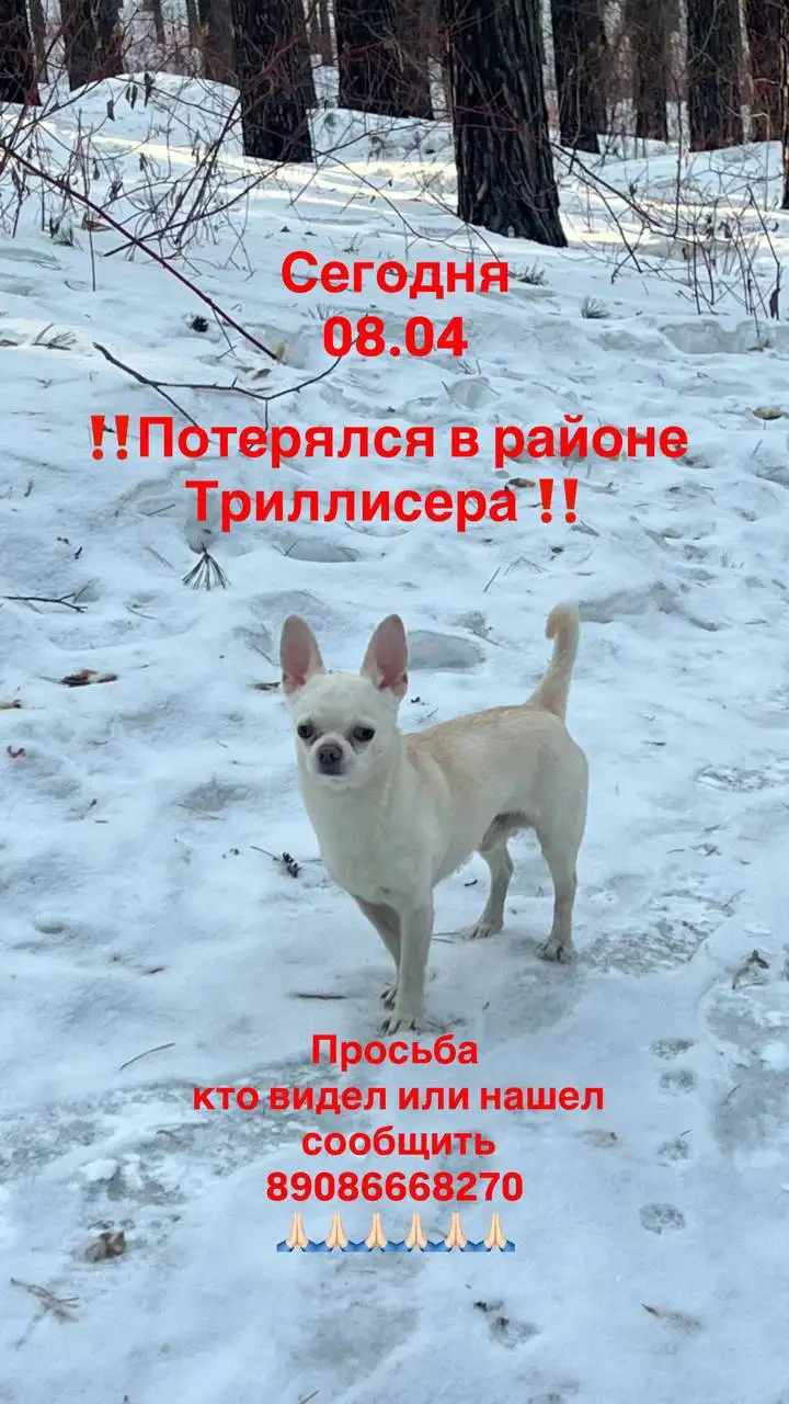 Потерялась собака в Иркутске - Потерянные/найденные (Животные) в Иркутск