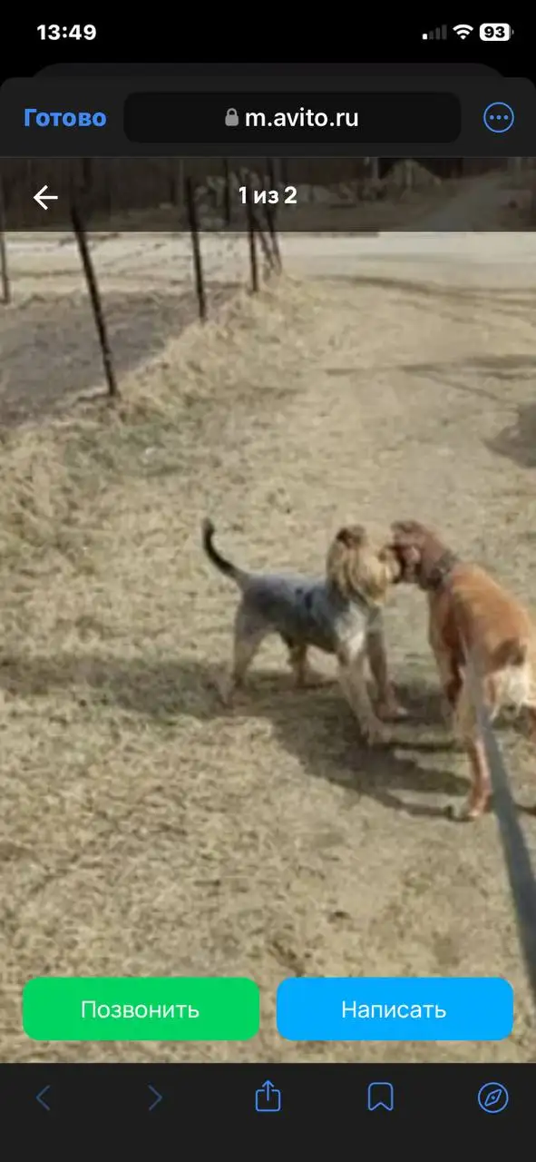 Потерянный йоркширский терьер в Усолье Сибирском - Собаки (Животные) в Усолье Сибирское