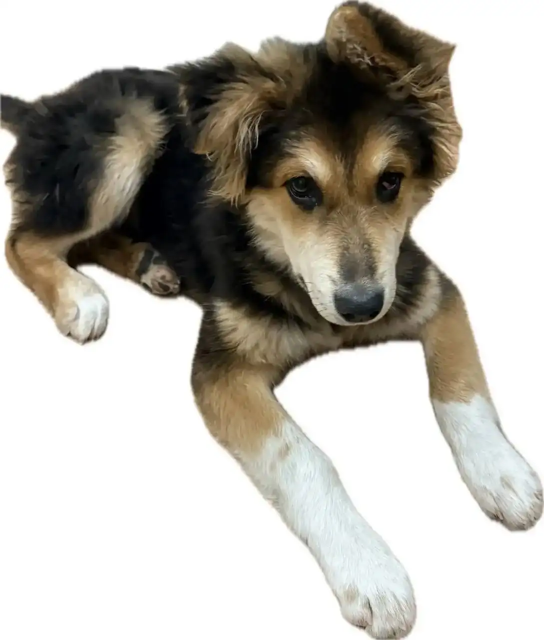 Пропал щенок Пират в микрорайоне Зеленый - Потерянные/Найденные (Животные) в Иркутск