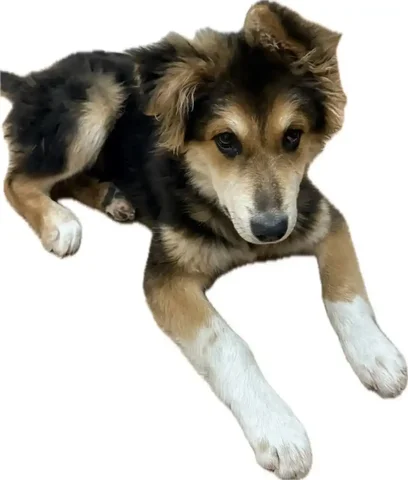 Пропал щенок Пират в микрорайоне Зеленый - частное объявление в Иркутск