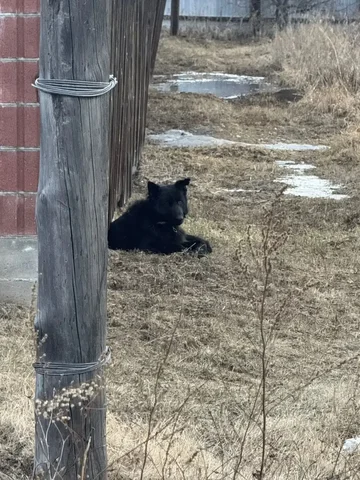 Найдена чёрная овчарка на улице Зимняя Грановщина - частное объявление в Иркутск