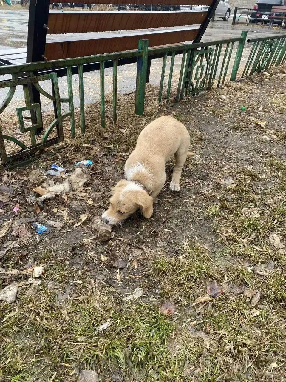 Потерянный щенок в Иркутске - Собаки (Животные) в Иркутск