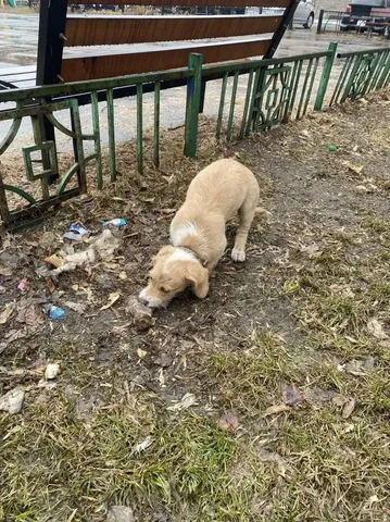 Потерянный щенок в Иркутске - частное объявление в Иркутск