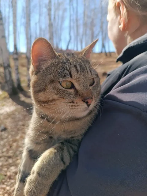 Потерянный домашний кот в Иркутске - частное объявление в Иркутск