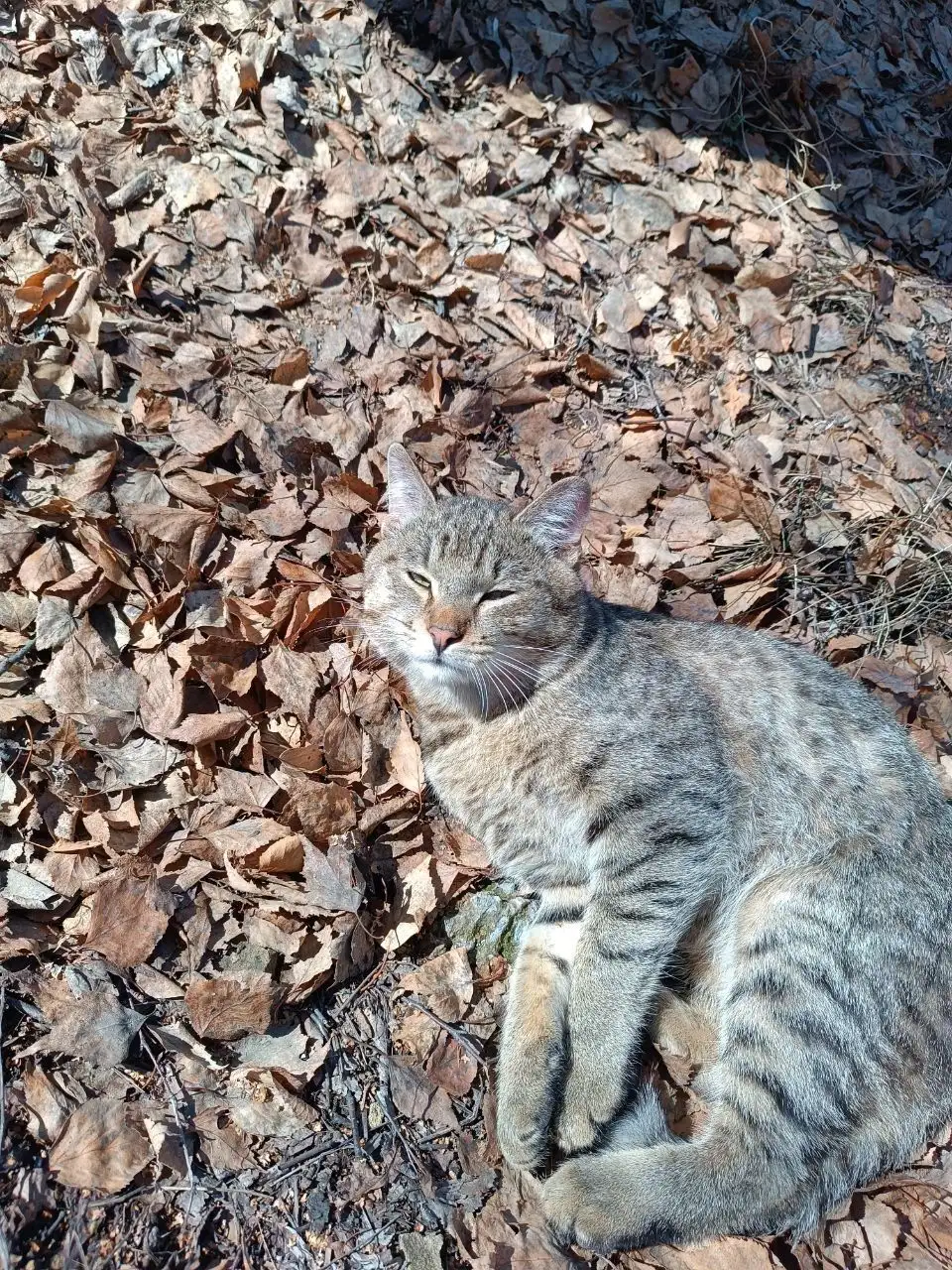 Потерянный домашний кот в Иркутске - Кошки (Животные) в Иркутск