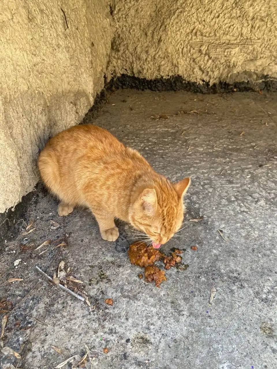 Потерянный рыжий кот в Иркутске - Кошки (Животные) в Иркутск