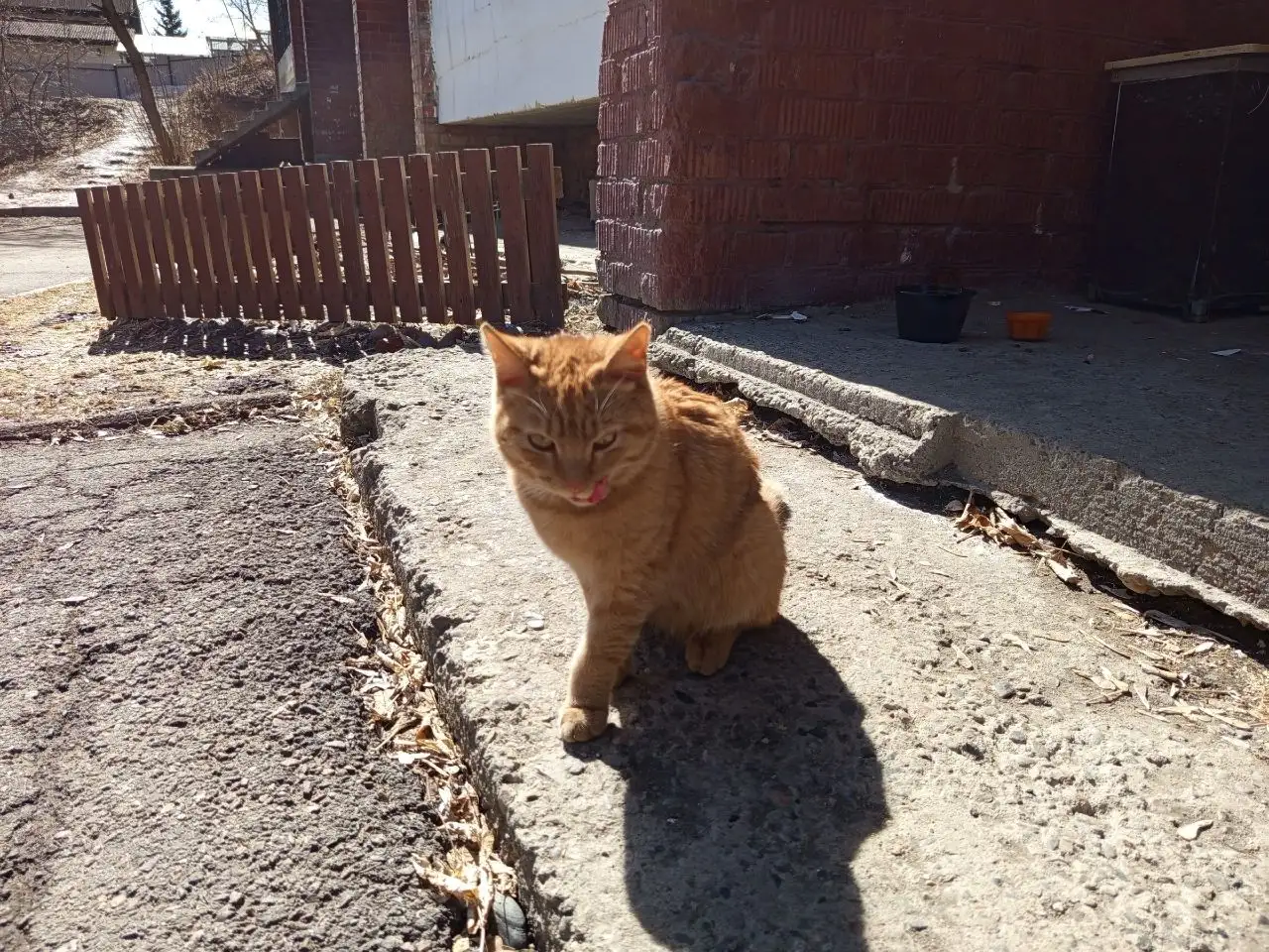 Потерянный рыжий кот в Иркутске - Кошки (Животные) в Иркутск