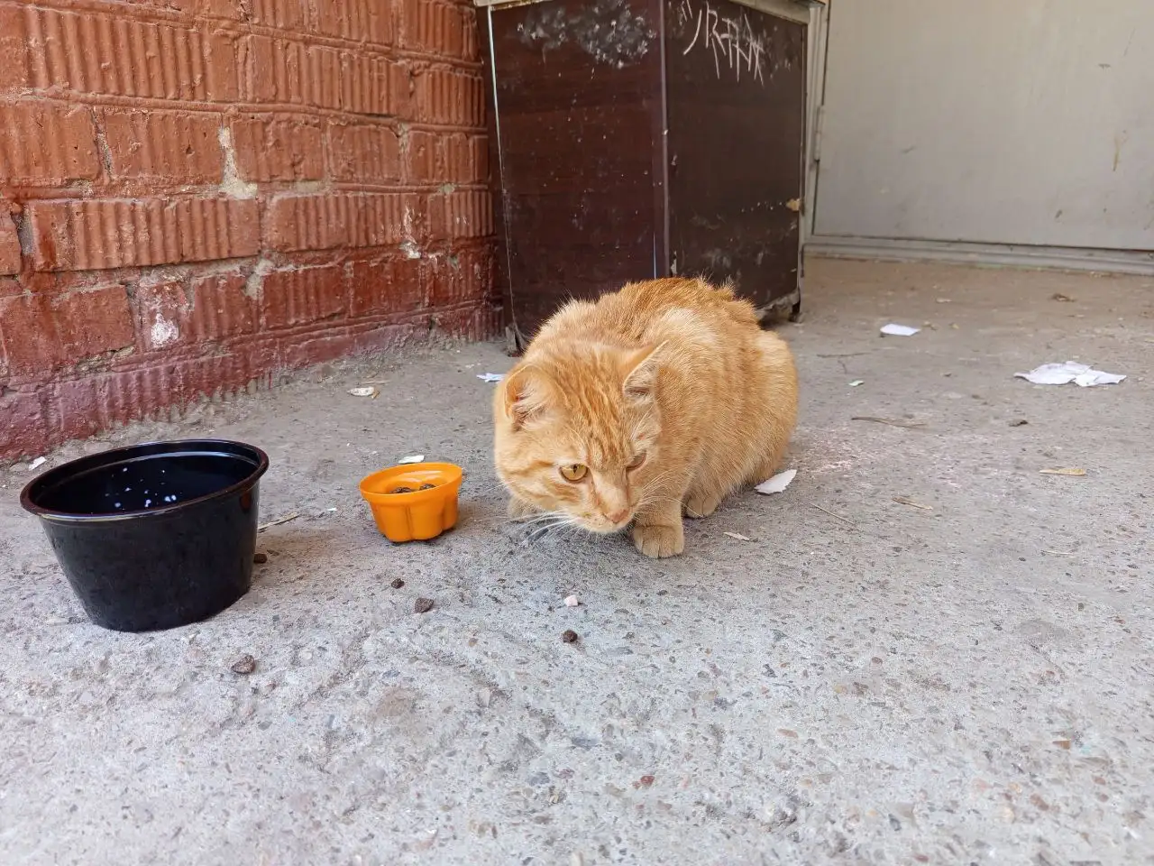Потерянный рыжий кот в Иркутске - Кошки (Животные) в Иркутск