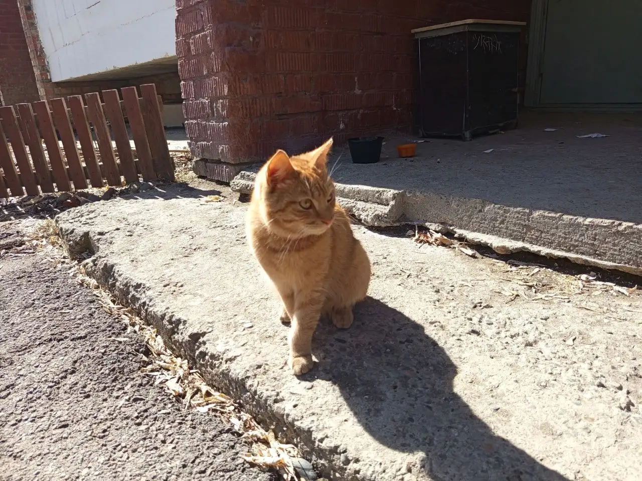 Потерянный рыжий кот в Иркутске - Кошки (Животные) в Иркутск