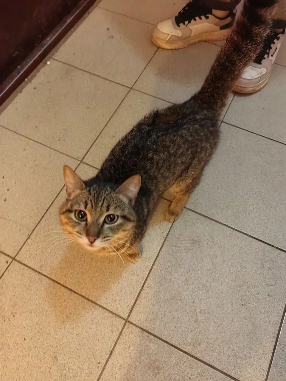 Найден котик по кличке Симба в Иркутске - Кошки (Животные) в Иркутск