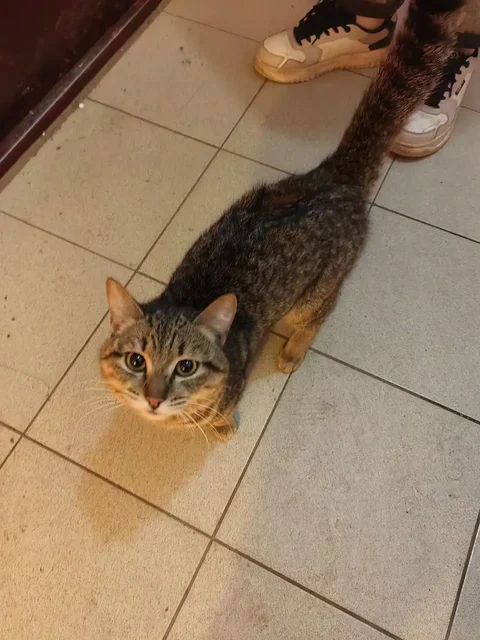 Найден котик по кличке Симба в Иркутске - частное объявление в Иркутск