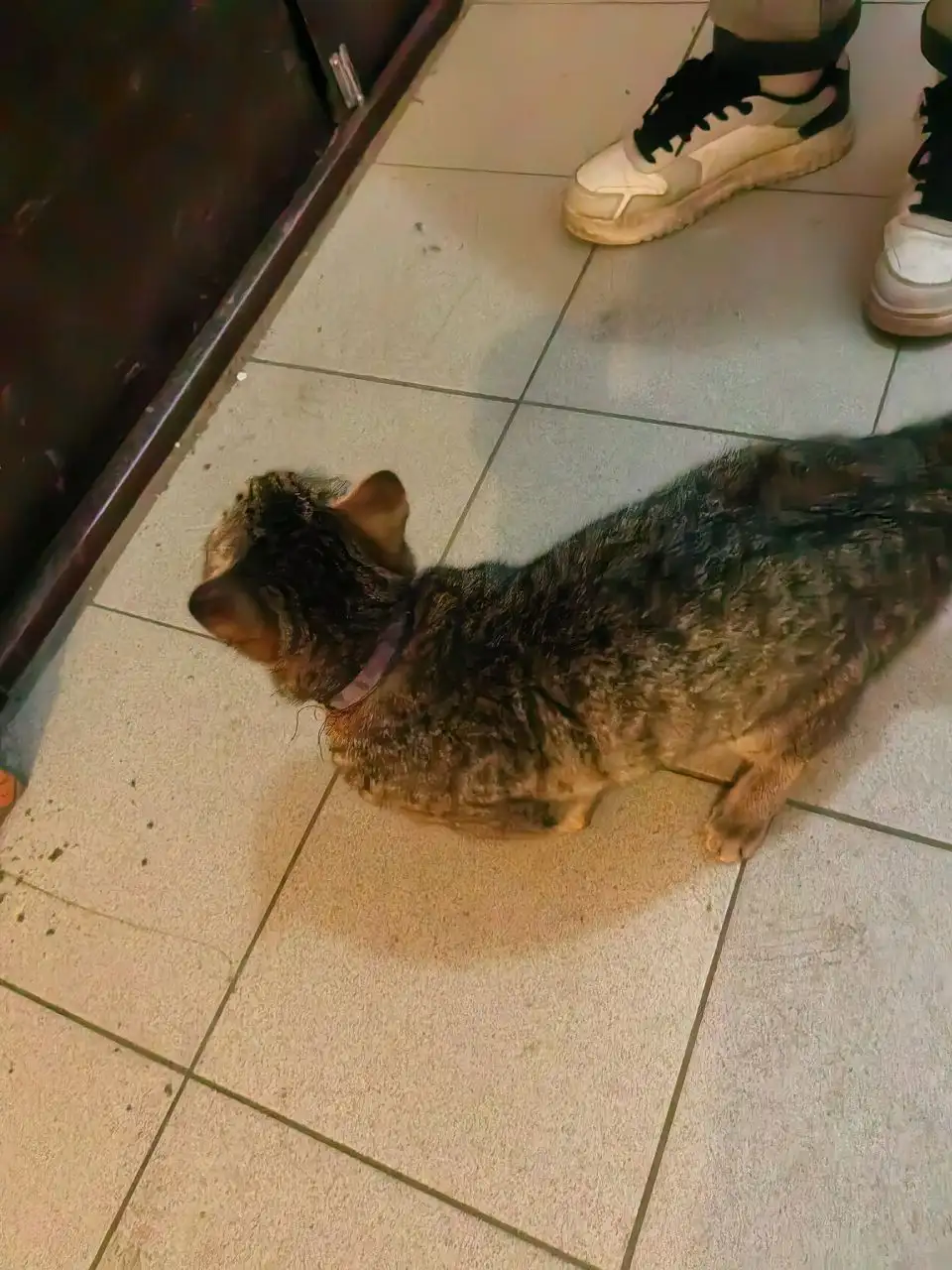 Найден котик по кличке Симба в Иркутске - Кошки (Животные) в Иркутск