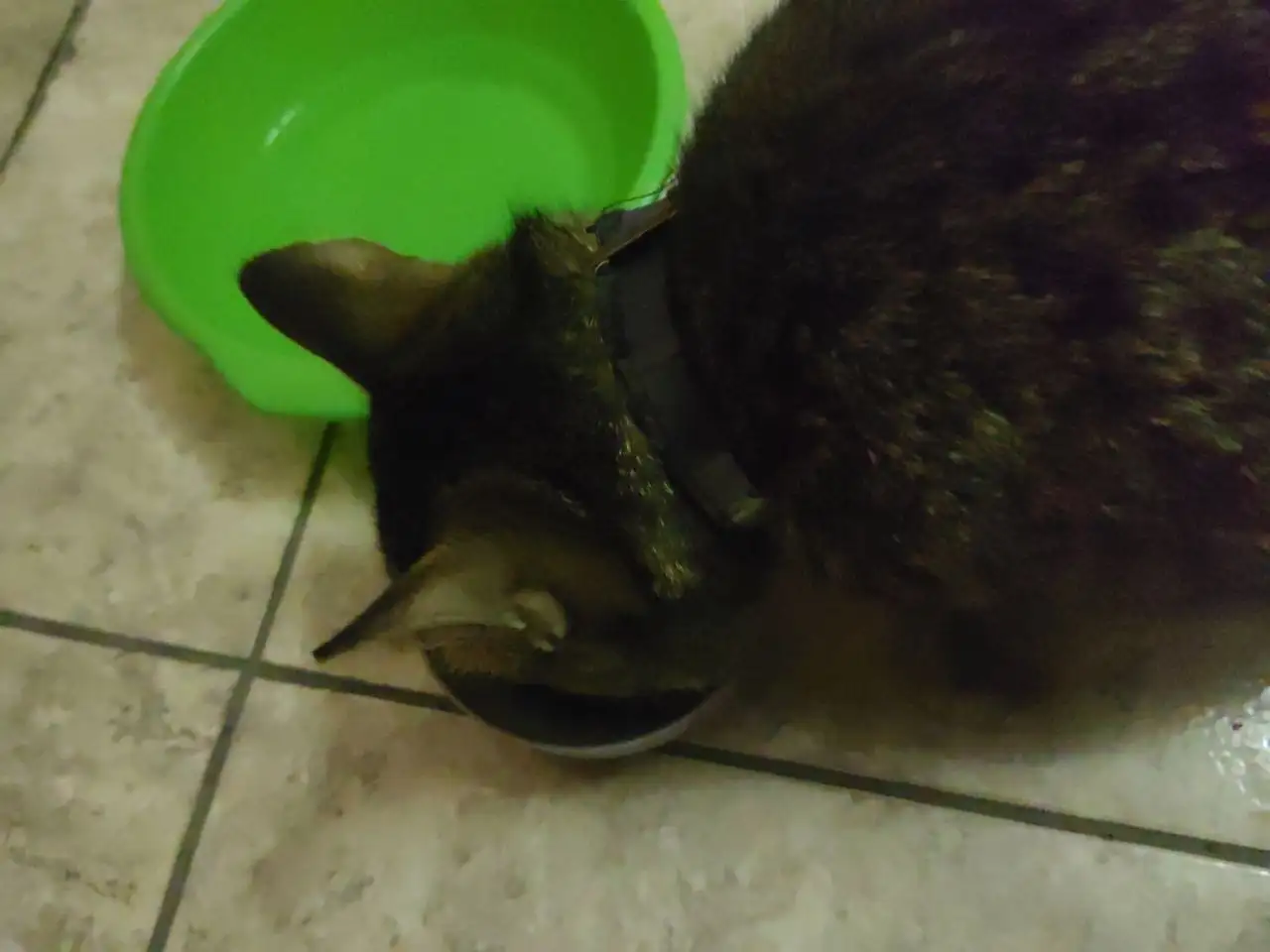 Найден котик по кличке Симба в Иркутске - Кошки (Животные) в Иркутск