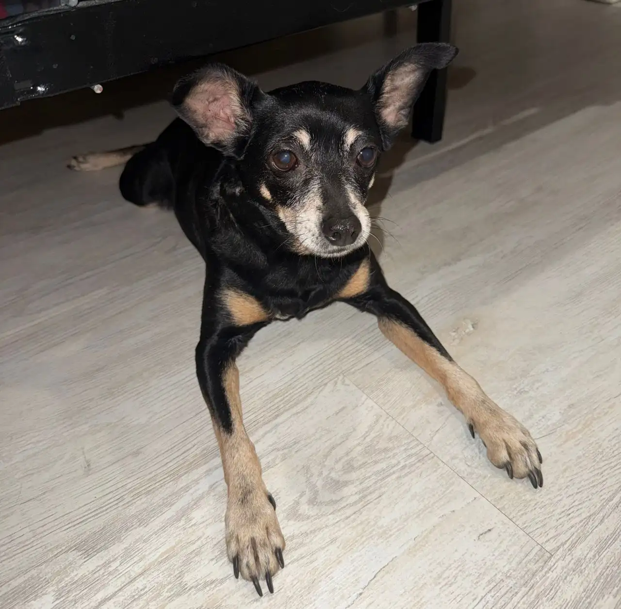 Найдена собака породы Той-терьер - Собаки (Животные) в Иркутск