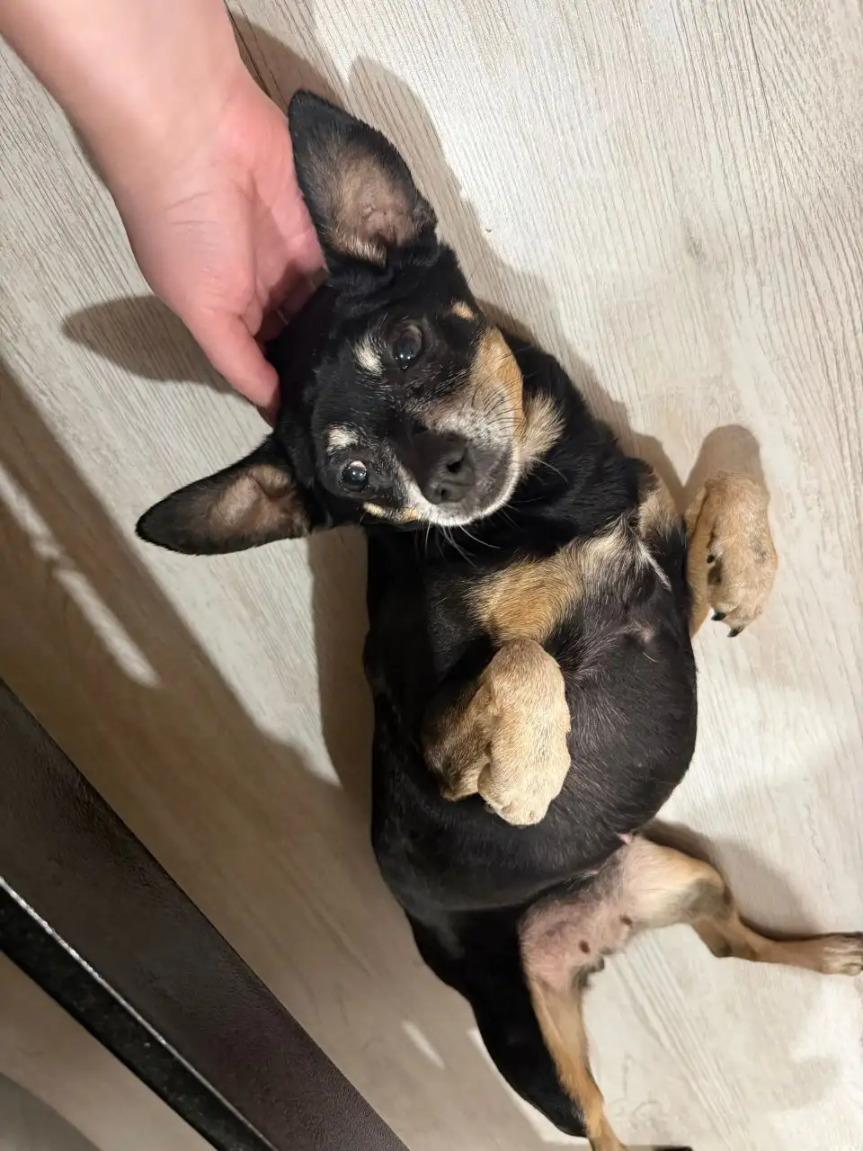 Найдена собака породы Той-терьер - Собаки (Животные) в Иркутск