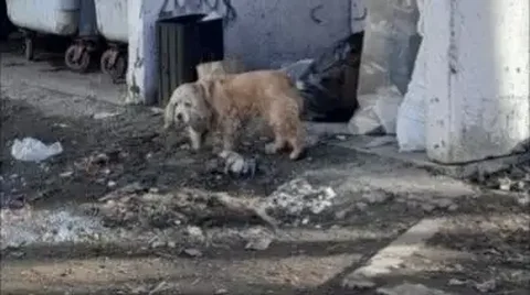 Найдена собака в м-н Солнечный - Найденные животные в Иркутск