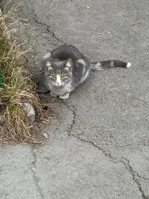 Найдена кошка в Иркутске - Найденные животные в Иркутск