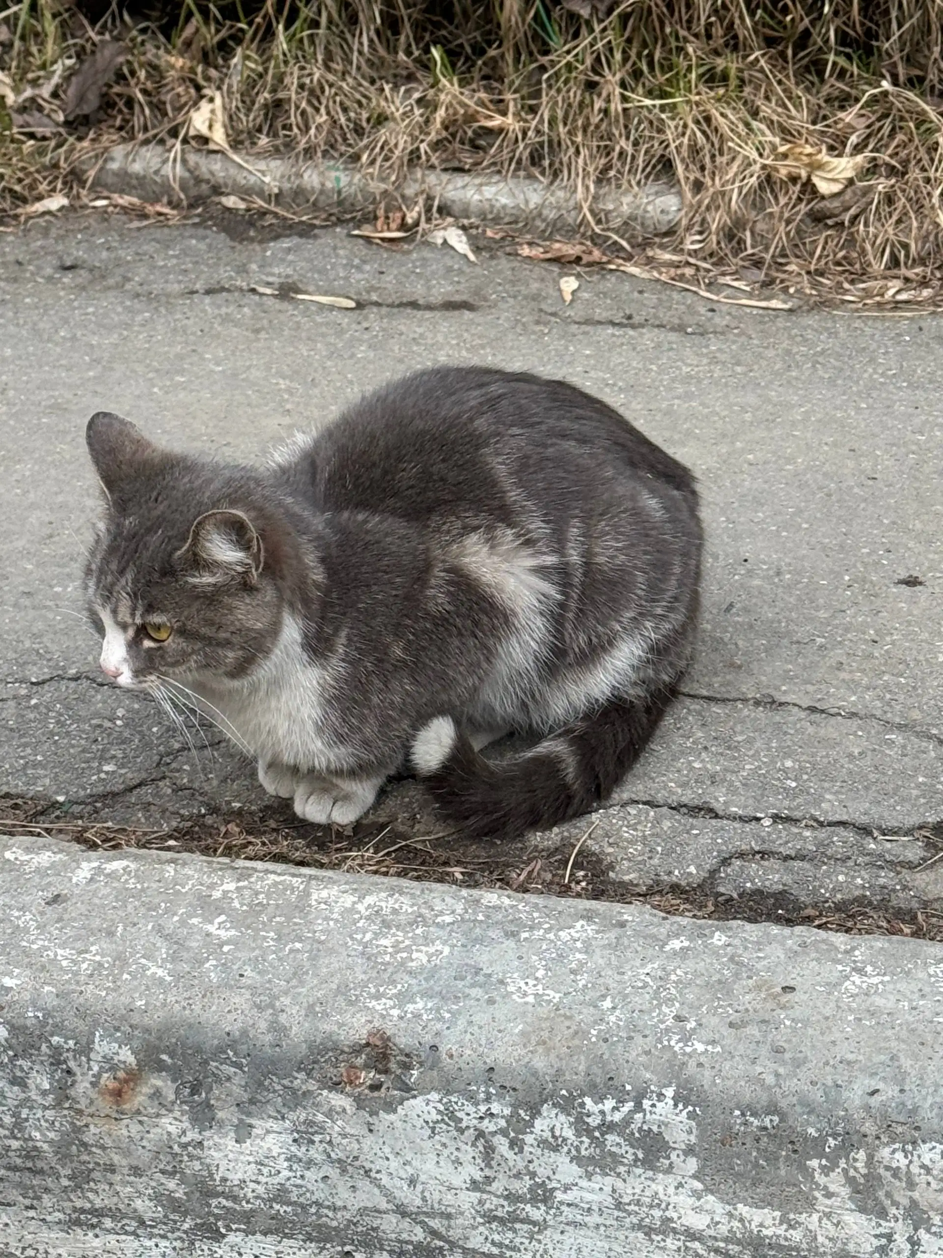 Найдена кошка в Иркутске - Кошки (Животные) в Иркутск