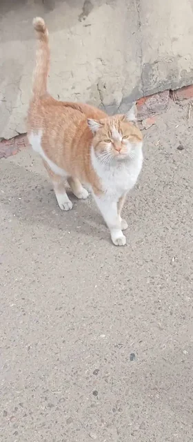 Поиск передержки для кошки - Найденные животные в Иркутск