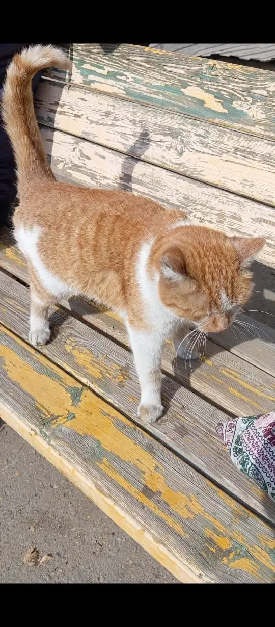 Поиск передержки для кошки - Передержка (Животные) в Иркутск