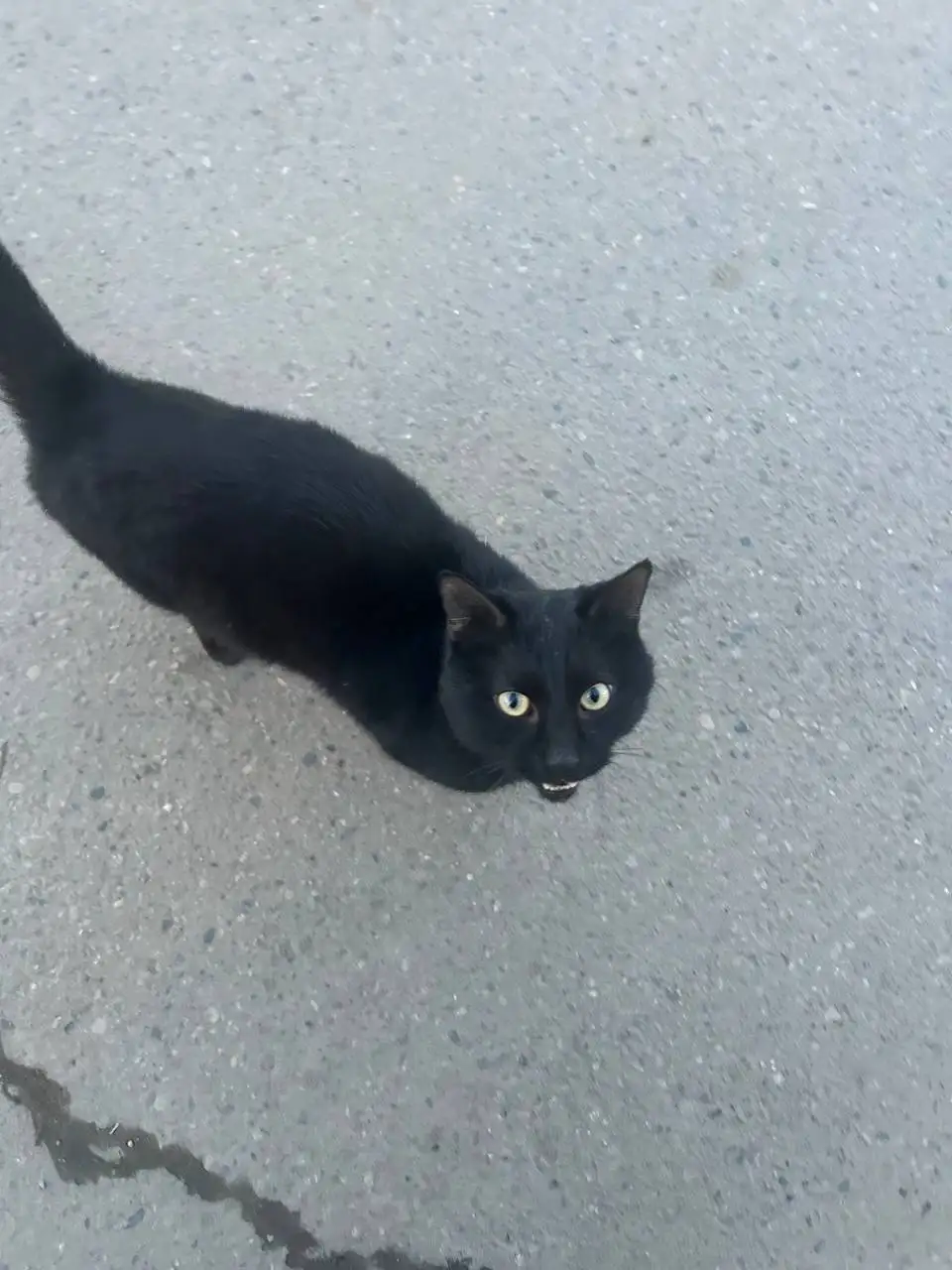 Потерявшийся кот в Иркутске - Кошки (Животные) в Иркутск