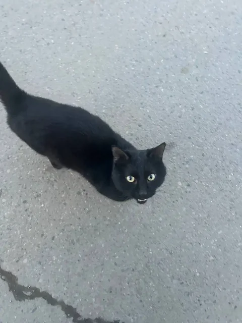 Потерявшийся кот в Иркутске - Найденные животные в Иркутск