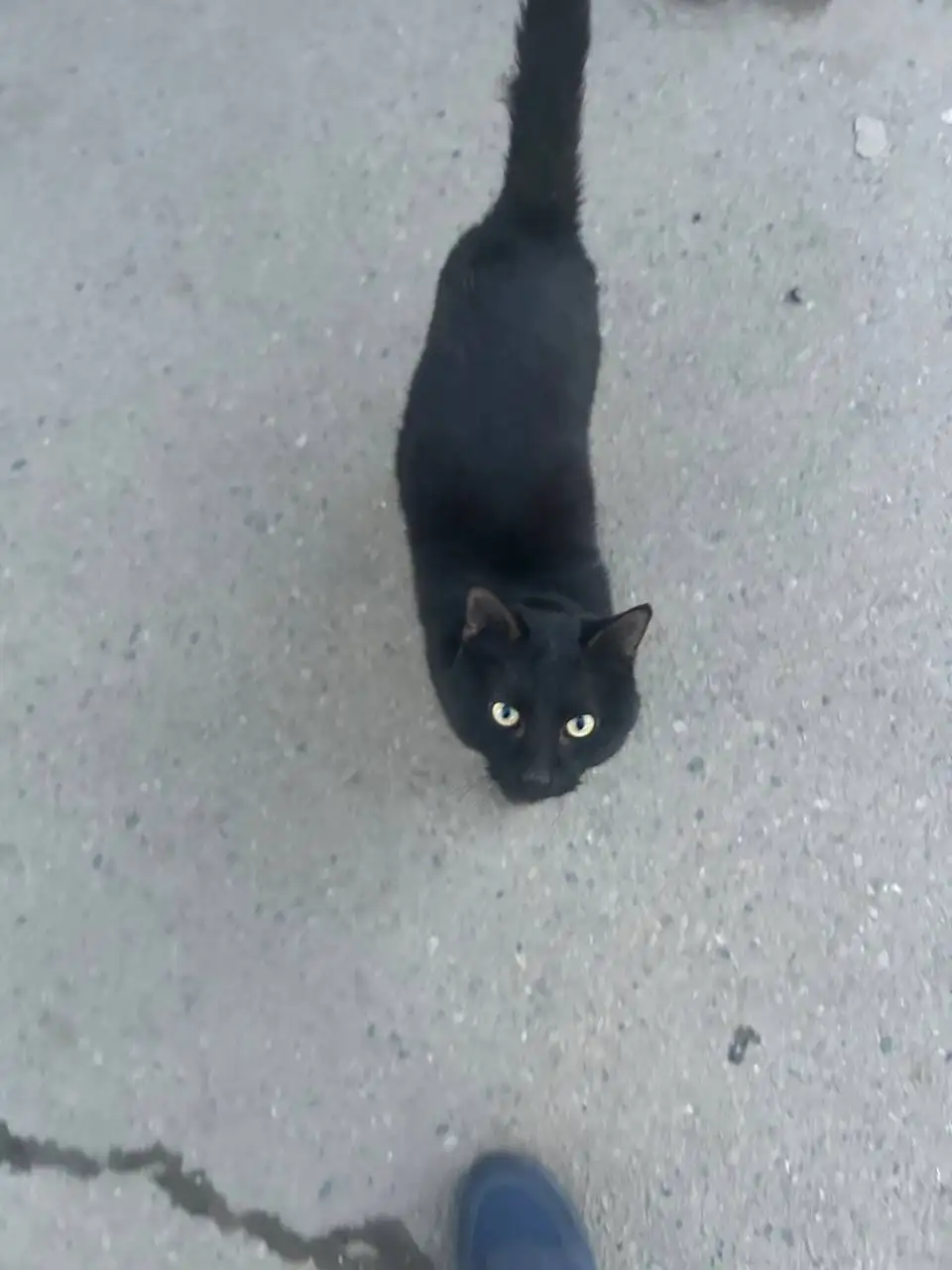 Потерявшийся кот в Иркутске - Кошки (Животные) в Иркутск