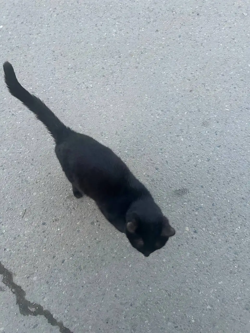 Потерявшийся кот в Иркутске - Кошки (Животные) в Иркутск