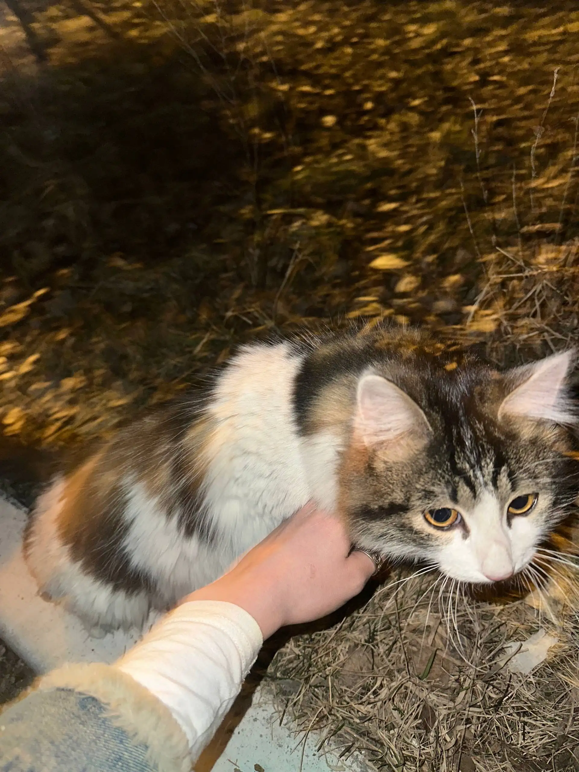 Найдена маленькая ласковая кошка в Октябрьском районе - Кошки (Животные) в Иркутск