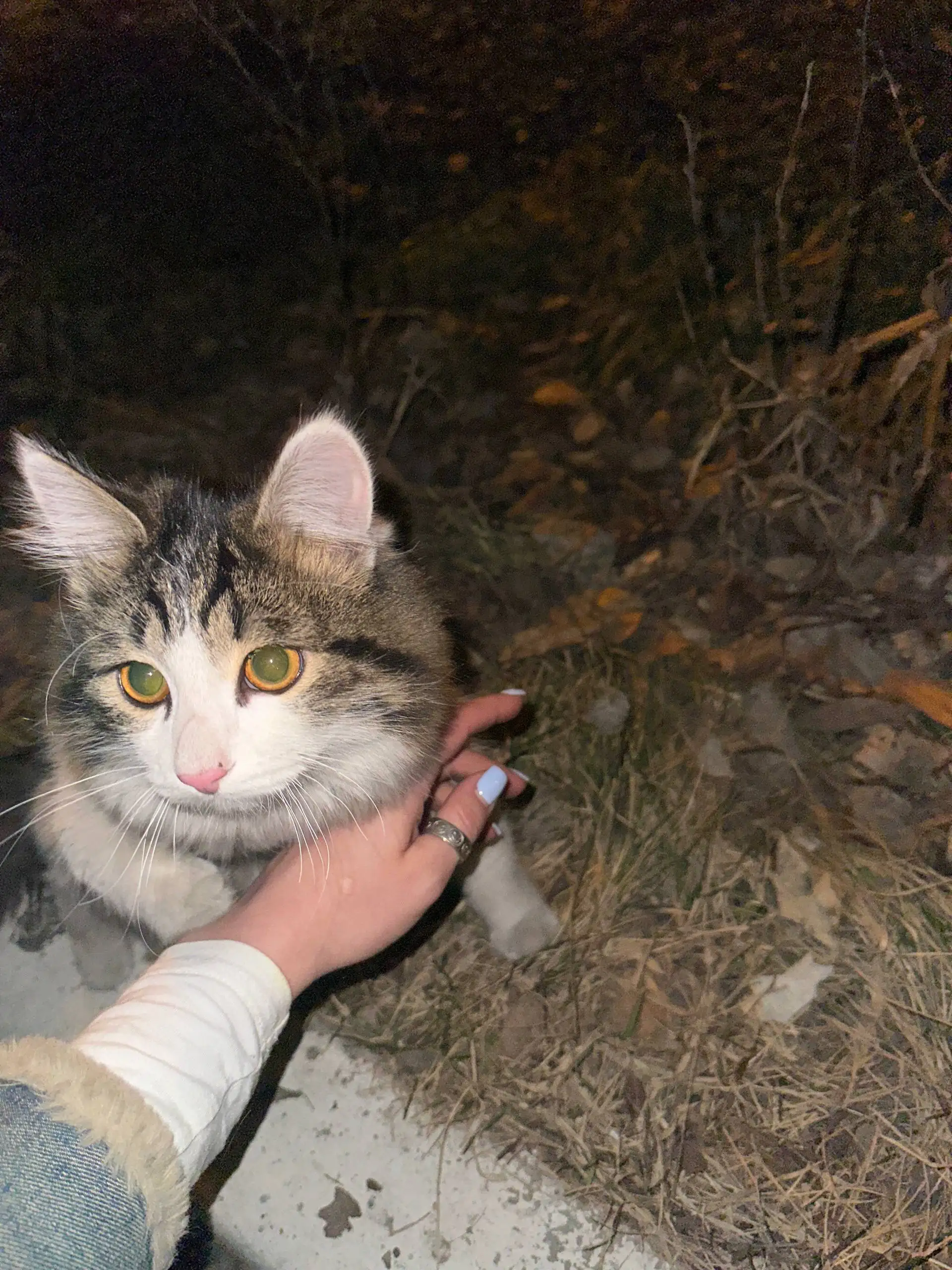 Найдена маленькая ласковая кошка в Октябрьском районе - Кошки (Животные) в Иркутск