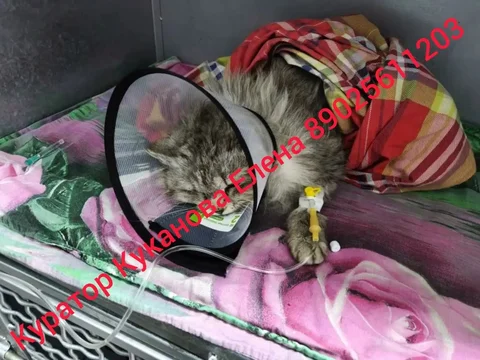 Срочно нужен препарат Гептрал для котика - Найденные животные в Иркутск