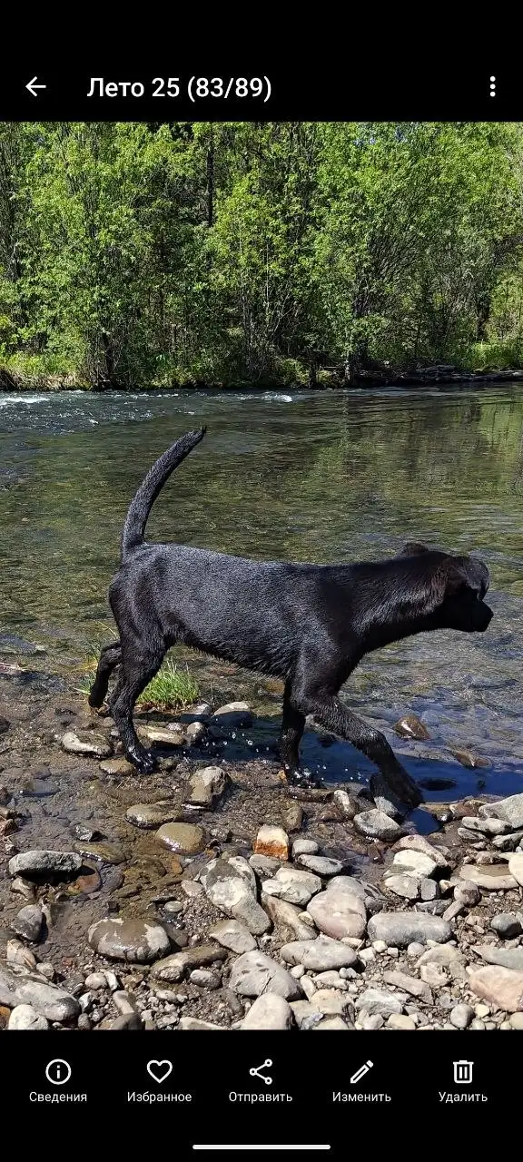 Пропала собака Рута в Иркутске - Потерянные животные (Животные) в Иркутск