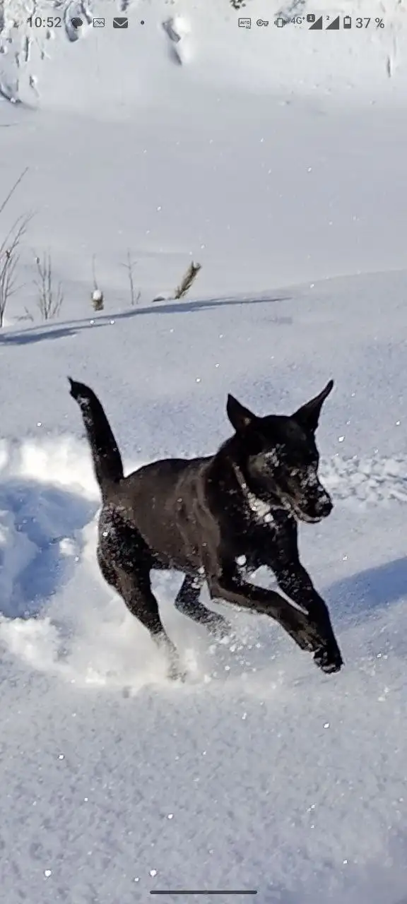 Пропала собака Рута в Иркутске - Потерянные животные (Животные) в Иркутск