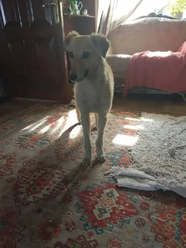 Найдена собака в районе цирка Иркутска - Собаки (Животные) в Иркутск