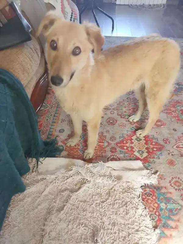 Найдена собака в районе цирка Иркутска - Собаки (Животные) в Иркутск