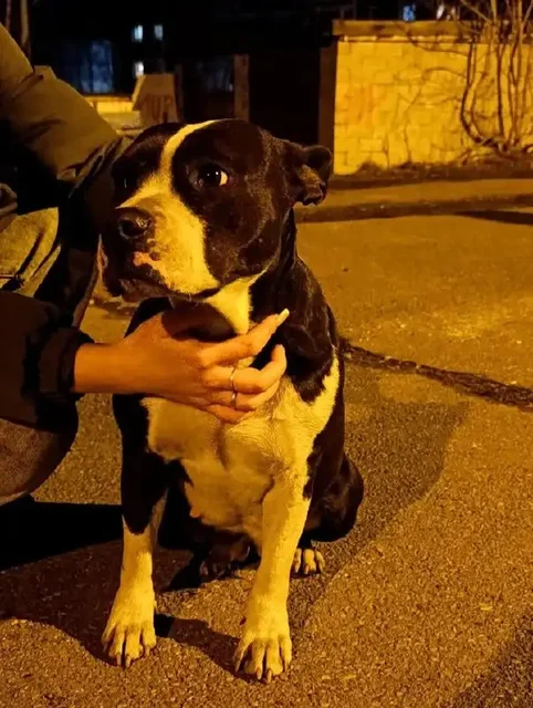 Найдена собака породы стаффордширский терьер в Иркутске - Найденные животные в Иркутск