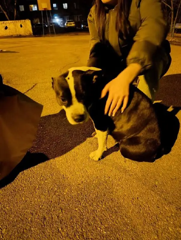 Найдена собака породы стаффордширский терьер в Иркутске - Собаки (Животные) в Иркутск