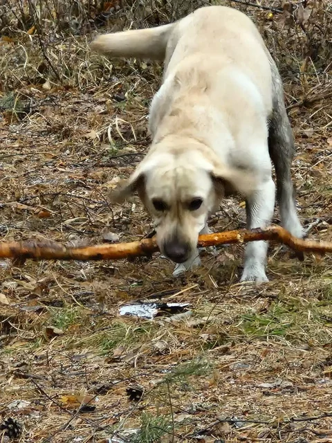 Найден лабрадор в Иркутске - Поиск/Передержка в Иркутск