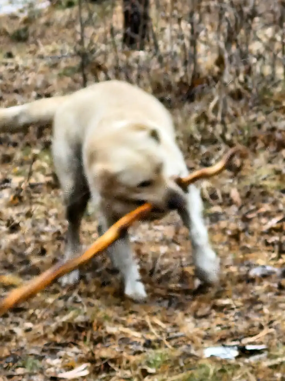 Найден лабрадор в Иркутске - Собаки (Животные) в Иркутск