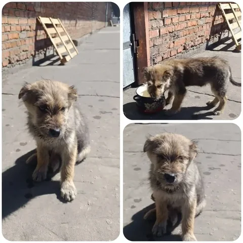 Срочно требуется передержка щенка в Иркутске - Поиск/Передержка в Иркутск