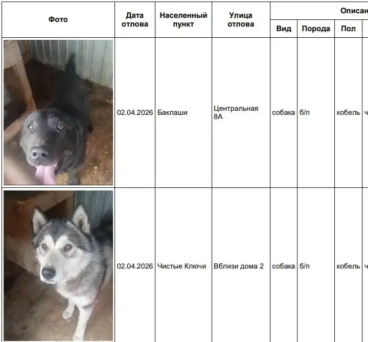 Потерянные собаки в приюте Усолья - Собаки (Животные) в Усолье