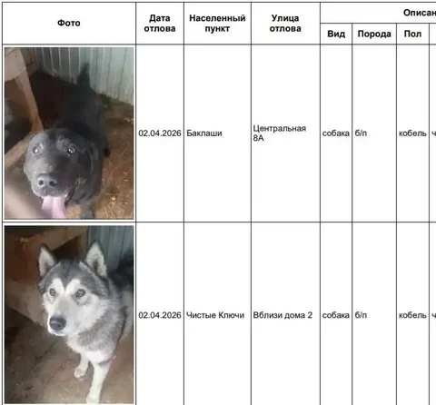 Потерянные собаки в приюте Усолья - Животные в Усолье