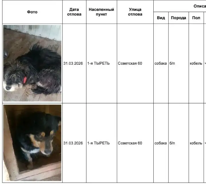 Найденные собаки в приюте в Усолье - Собаки (Животные) в Усолье