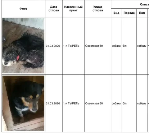 Найденные собаки в приюте в Усолье - Животные в Усолье