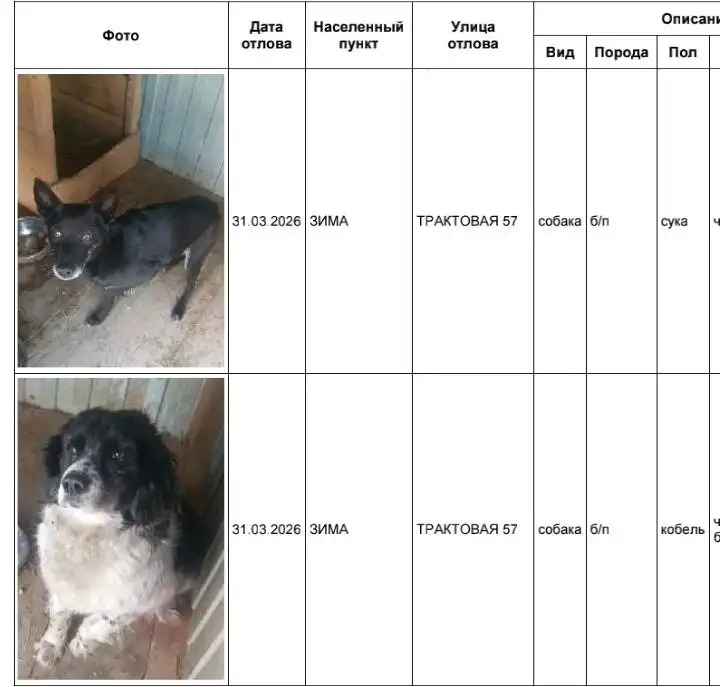Отловленные собаки в приюте в Усолье - Собаки (Животные) в Усолье