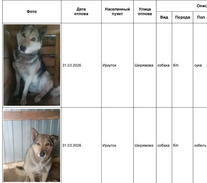 Отловленные собаки в приюте Усолье - Собаки (Животные) в Иркутск
