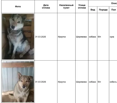 Отловленные собаки в приюте Усолье - Поиск/Передержка в Иркутск